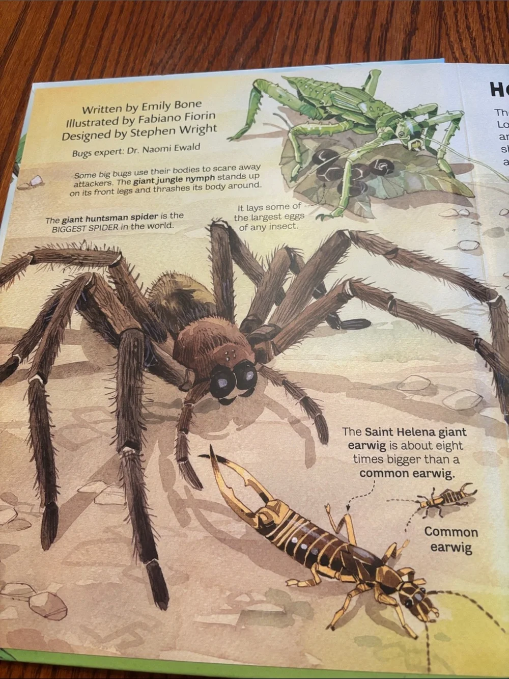 Usborne Big Book of Bugs